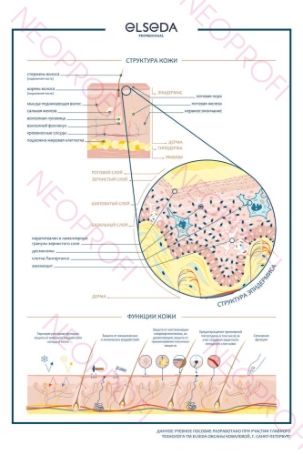 Плакаты комплект из 5 шт Строение кожи Elseda